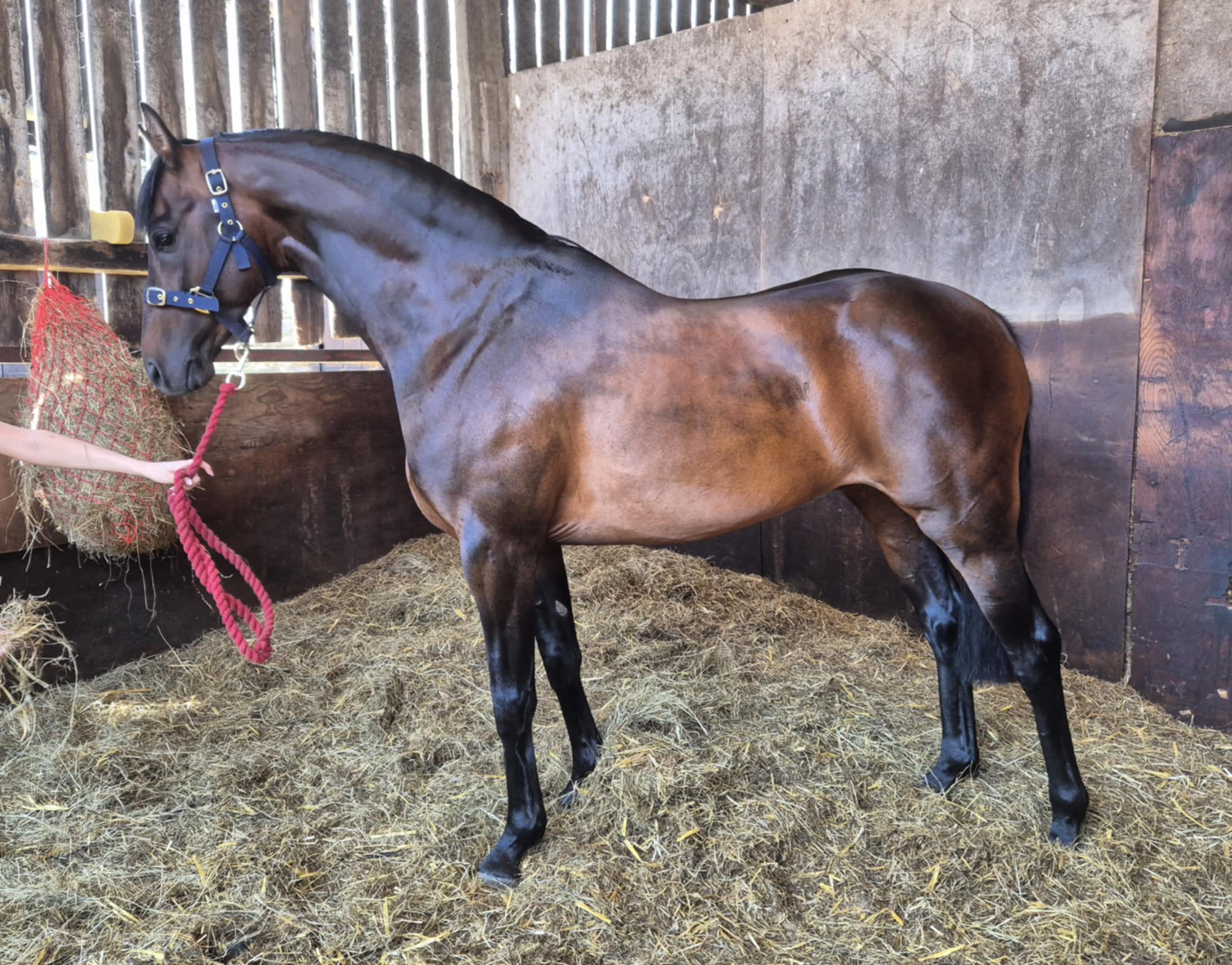 dowhills-beau-garcon