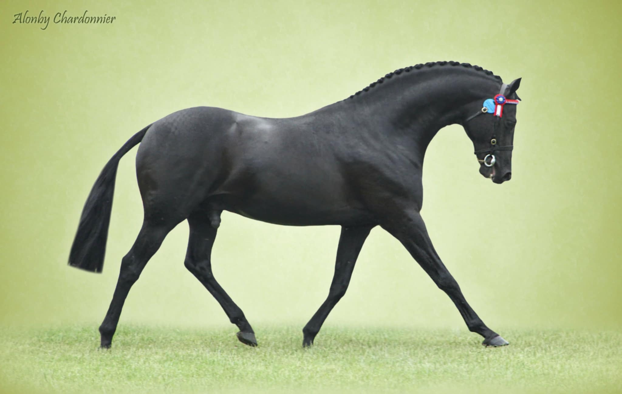 messenger_creation_4510ee68-f988-4093-82bb-026398a8c75b